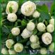 Квіти півоній сорту Quitzin. П5 фото 1