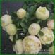 Квіти півоній сорту Quitzin. П5 фото 2
