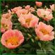 Coral Scout. Laning/Hollingsworth'2010, USA. 77 фото 3
