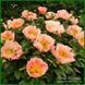 Coral Scout. Laning/Hollingsworth'2010, USA. 77 фото 2