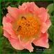 Coral Scout. Laning/Hollingsworth'2010, USA. 77 фото 1