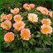 Coral Scout. Laning/Hollingsworth'2010, USA. 77 фото 4