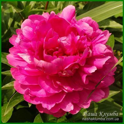 Magenta Melody. Klehm'1999, USА. 178 фото