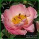 Faithful Dream. Stanek'2014, USА. 328 фото 1