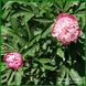 Officinalis Mutabilis Plena 424 фото 4
