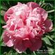 Officinalis Mutabilis Plena 424 фото 2