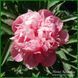 Officinalis Mutabilis Plena 424 фото 3