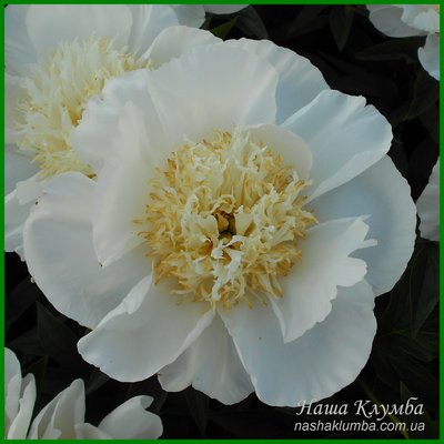 Peony without a name №4.