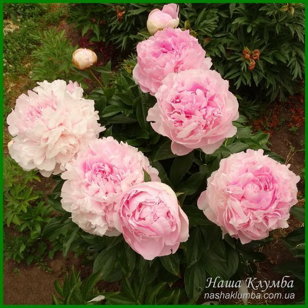 Peony without a name №5.