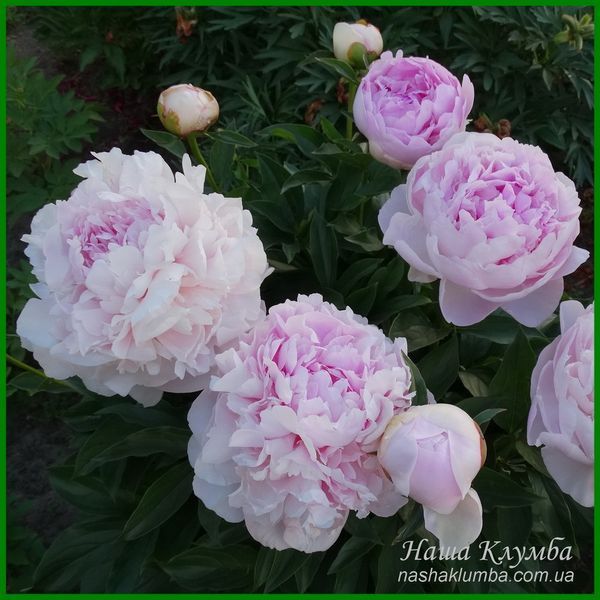 Peony without a name №5.