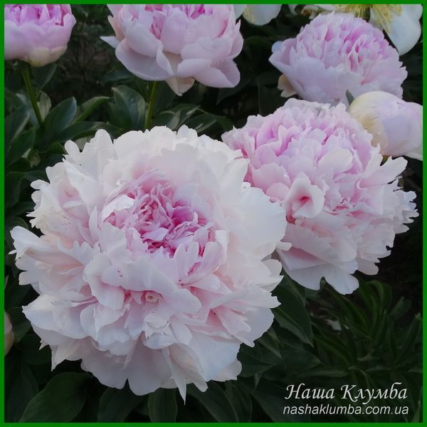 Peony without a name №5.