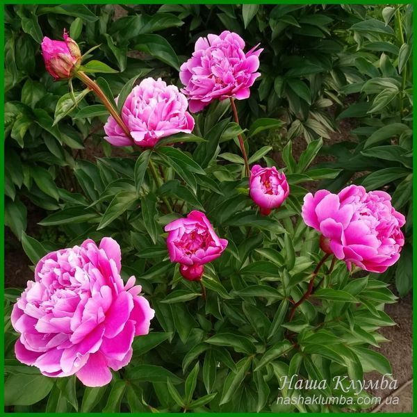 Attar of Roses. Murawska'1951, USA 31 фото