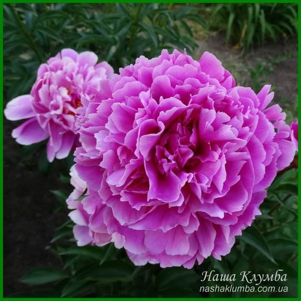 Attar of Roses. Murawska'1951, USA 31 фото