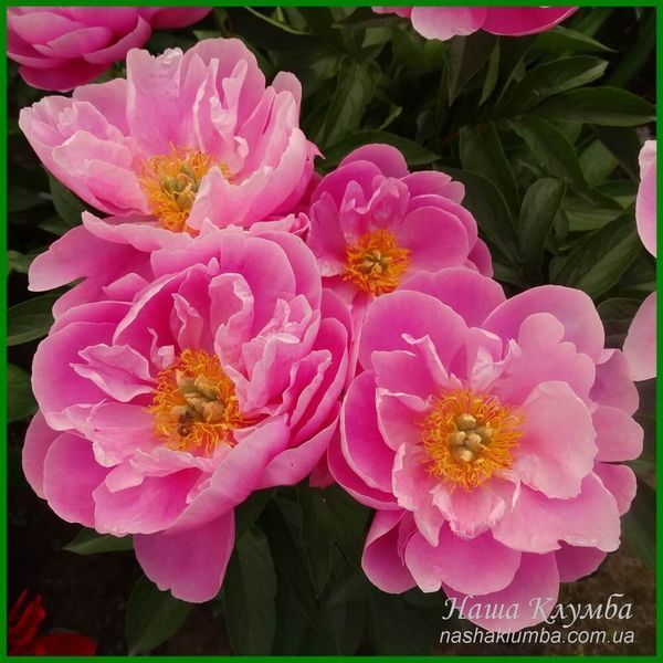Silver Rose. Klehm'2003, USА.