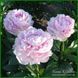 Peony without a name №5.