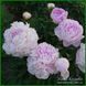 Peony without a name №5.