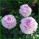 Peony without a name №5.