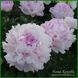 Peony without a name №5.
