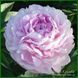 Peony without a name №5.