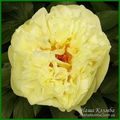 Lemon Chiffon. Reath'1981, USА. 164 фото