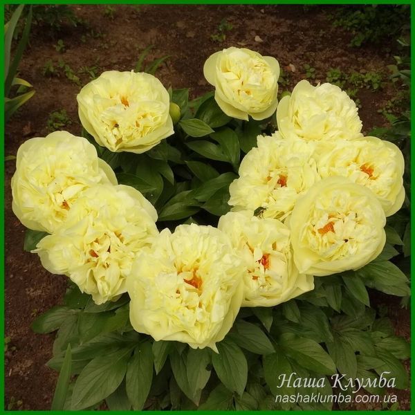 Lemon Chiffon. Reath'1981, USА. 164 фото
