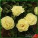Lemon Chiffon. Reath'1981, USА. 164 фото 4