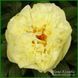 Lemon Chiffon. Reath'1981, USА. 164 фото 1