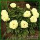 Lemon Chiffon. Reath'1981, USА. 164 фото 3
