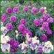 Renato. Murawska'1949, USA 264 фото 4