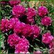 Renato. Murawska'1949, USA 264 фото 7