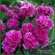 Renato. Murawska'1949, USA 264 фото 2