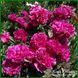 Renato. Murawska'1949, USA 264 фото 3