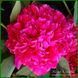 Renato. Murawska'1949, USA 264 фото 1