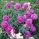Renato. Murawska'1949, USA 264 фото 9