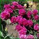 Renato. Murawska'1949, USA 264 фото 8