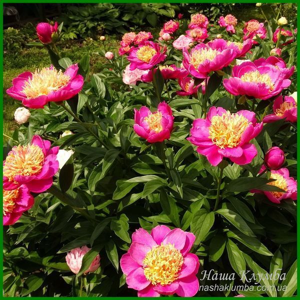 Peony without a name №6.