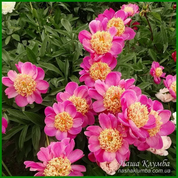 Peony without a name №6.