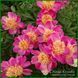 Peony without a name №6.