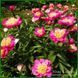 Peony without a name №6.