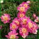 Peony without a name №6.