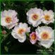Tranquil Dove. Saunders/Laning/Rogers'1993, USА. 379 фото 2