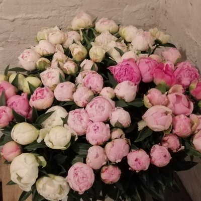 Квіти півоній сортів світло-рожевого кольору П2 фото
