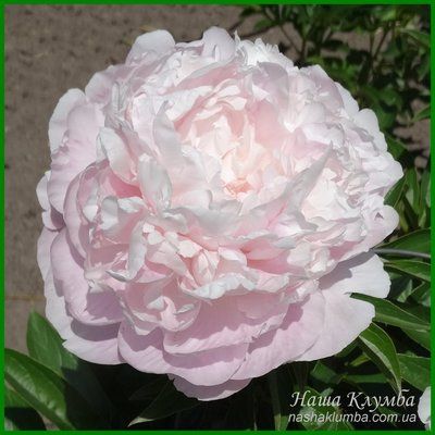 Moonstone. Murawska'1943, USA. 380 фото