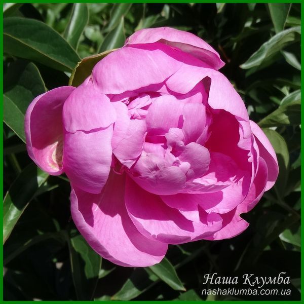 Yvonne. Klehm, USА. 430 фото