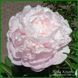 Moonstone. Murawska'1943, USA. 380 фото 1