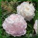 Moonstone. Murawska'1943, USA. 380 фото 2