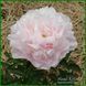 Moonstone. Murawska'1943, USA. 380 фото 3