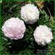 Moonstone. Murawska'1943, USA. 380 фото 4