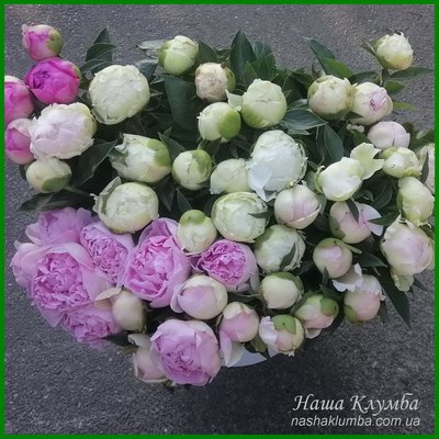 Квіти півоній сортів білого та рожевого кольору П3 фото
