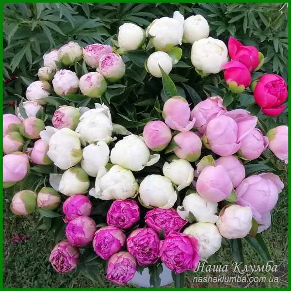 Квіти півоній сортів білого та рожевого кольору П3 фото